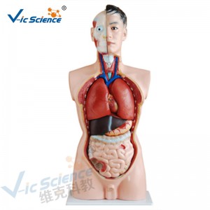 Anatomia medica Corpo umano Modello 85CM Torso maschile Modello 19 Parti