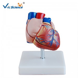 Modello in plastica Nuovo stile Modello a cuore a grandezza naturale Modello di anatomia per insegnamento midico